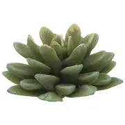 VELA SUCULENTA - VERDE - Foto 1