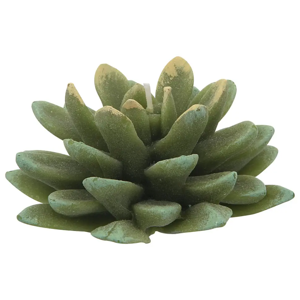 VELA SUCULENTA - VERDE - Foto 1