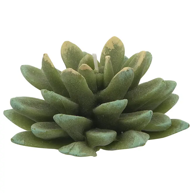 VELA SUCULENTA - VERDE - Foto 1