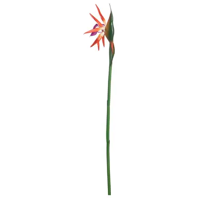 MADAME FLOR ESTRELÍCIA