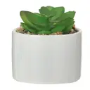 FLANDRES/BRANCO - MINI ARRANJO SUCULENTA COLORITÁ