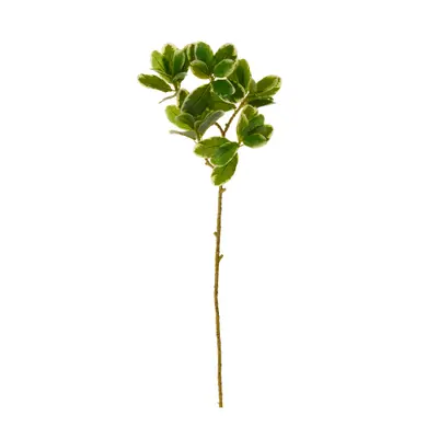 FOLHAGEM HALLERBOS MINI CHEFLERA