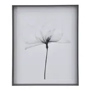 QUADRO 69 CM X 84 CM X-RAY FLOWERS I - KONKRET/BRANCO - Foto 1